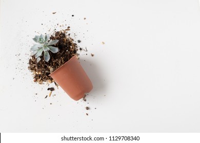 Broken Falling Plant Pot Of Cactus In Top View Isolated On White Background.