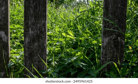 A broken fence overgrown with nettles. Green background - Powered by Shutterstock