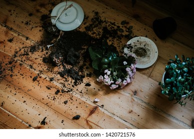 Broken Flower Pot By Cat At Home