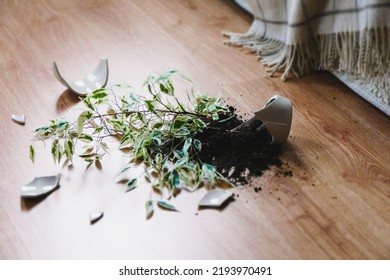 Broken flower pot, damaged houseplant and dirt on the laminate floor in bedroom - Shutterstock ID 2193970491