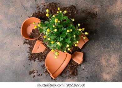 Broken flower pot and plant on grunge background