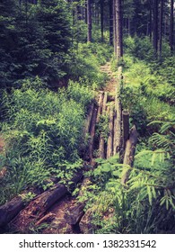 Broken Footbridge In A Forest In The Mountains