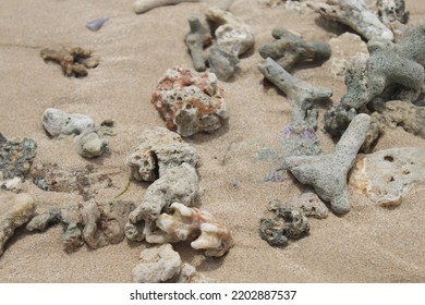 Broken Fragments Of Coral Reefs From The Coast Of Sri Lanka