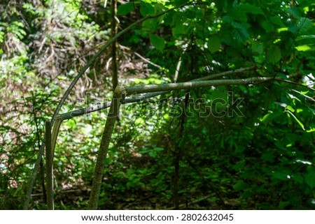 Broken hazelnut tree trunk hanging in a dense forest, showing signs of human vandalism or neglect amidst wild green foliage, capture of environmental damage in the woods