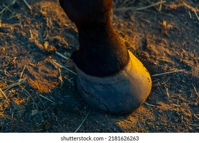 broken hoof of a black horse standing on the sandy ground. Closeup view. Damaged horse hoof. Taking care and grooming of horses. Horse riding competition.