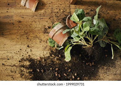 Broken houseplant and dirt on floor. Broken pieces of clay pot, green maranta plant with roots, soil on wooden floor. Top view