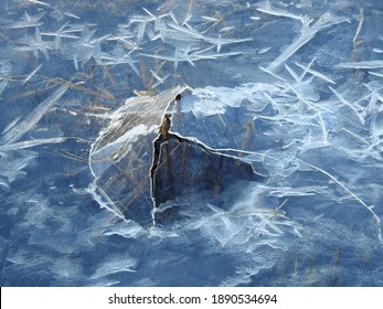 Broken ice in blue pond, plants under ice surface.