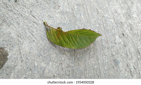 Broken Leaf At The Concrete Flor