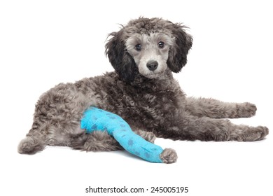 Broken Leg In A Dog