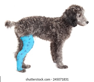 Broken Leg In A Dog