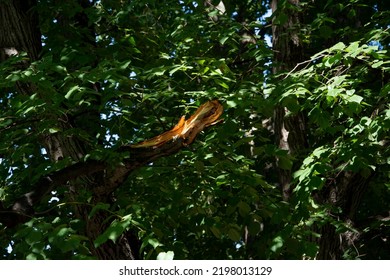 A Broken Limb On A Tree