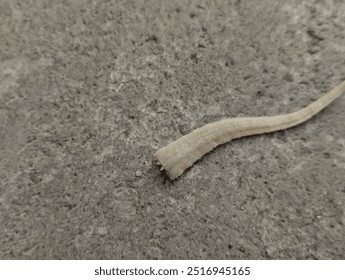 a broken lizard tail. The lizard has a self defense mechanism called autotomy, where it can sever its tail in response to a threat or attack.