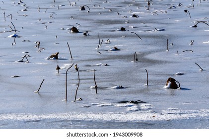 Snow Lotus Flower Stock Photos Images Photography Shutterstock