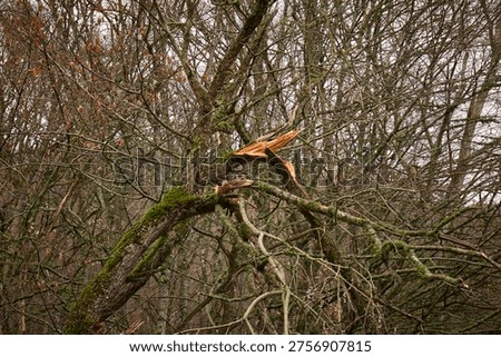 Broken Mossy Tree Trunk in Dense Woods