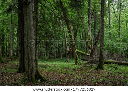 Similar – Image, Stock Photo Forest in spring