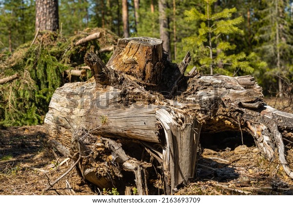 Broken Old Tree Root Forest Background Stock Photo 2163693709 ...