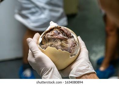 Broken Ostrich Egg With Chicks In Egg Lying In The Hand