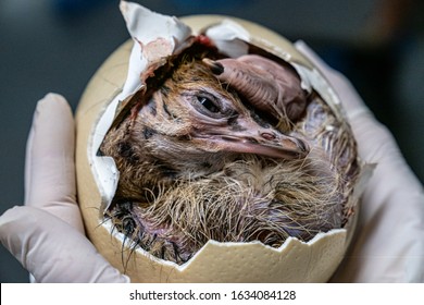 Broken Ostrich Egg With Chicks Lying In Egg