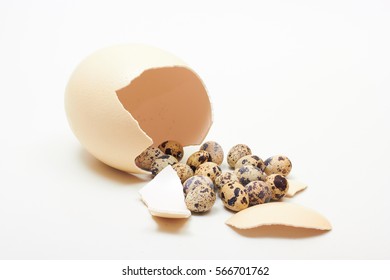 Broken Ostrich Egg And Quail Ones