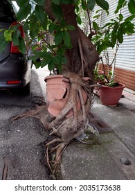 Broken And Outgrown Pots With Plants With A Tree On A Street