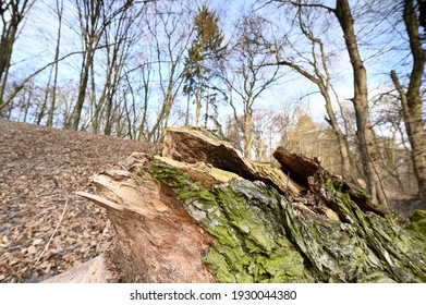 2,142 Overturned Tree Images, Stock Photos & Vectors | Shutterstock