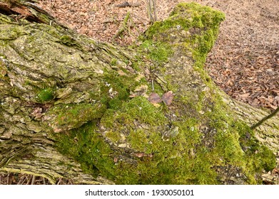 Umgesturzter Baum Bilder Stockfotos Und Vektorgrafiken Shutterstock