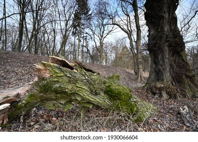 Umgesturzter Baum Bilder Stockfotos Und Vektorgrafiken Shutterstock