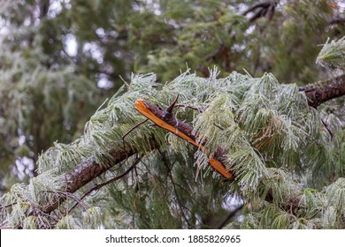 Broken Pine Tree Branch Due To Ice Storm Damage. Concept Of Winter Weather And Storm Clean Up