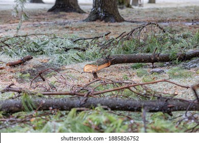 Broken Pine Tree Branches On Ground After Winter Ice Storm. Concept Of Winter Weather Damage And Storm Cleanup