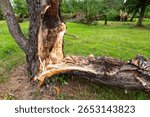 Broken pine tree trunk after a downburst on July 7, 2025, in a park in Svidník, Slovakia. The tree snapped near the base, showing fresh splinters and internal decay.