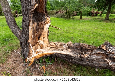 Broken pine tree trunk after a downburst on July 7, 2025, in a park in Svidník, Slovakia. The tree snapped near the base, showing fresh splinters and internal decay.