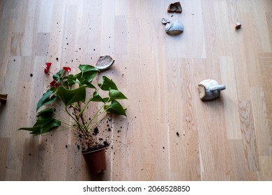 Broken Plant Pot And Plant On The Ground

 