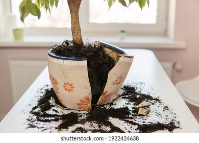 Broken Pot For Indoor Plant For Transplant