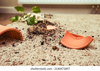 A broken pot with a plant on the floor in the home living room. A houseplant in a broken hanging planter on the carpet - Shutterstock ID 2140471897