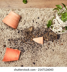 A broken pot with a plant on the floor in the home living room. A houseplant in a broken hanging planter on the carpet