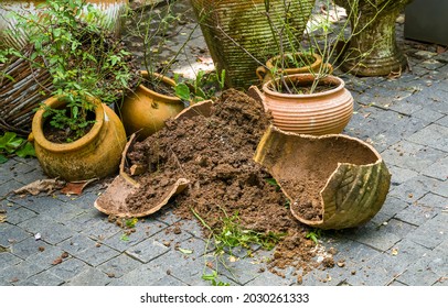 Broken Pot For Plant For Transplant