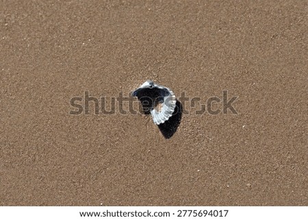 A broken sea shell on the beach