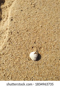 Broken Seashell By The Sea Shore