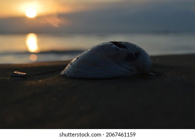 A Broken Seashell At Down. 