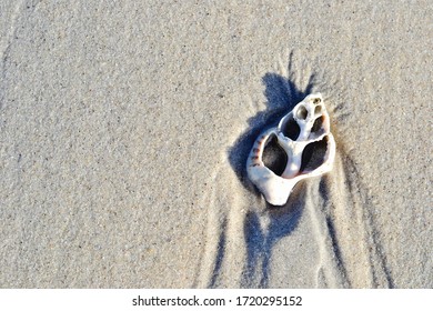 Broken Seashell On The Beach