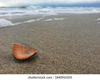 Broken Seashell On The Beach