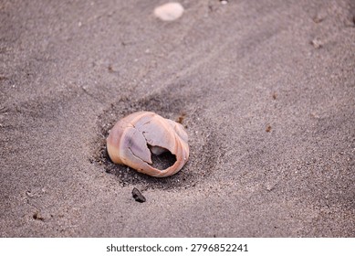 A broken seashell in the sand
