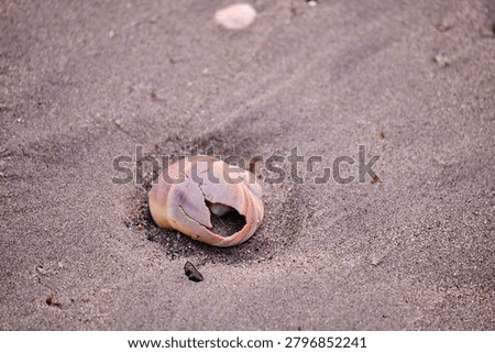 A broken seashell in the sand