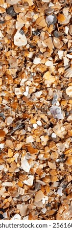 Similar – Image, Stock Photo Sandy mussels close up