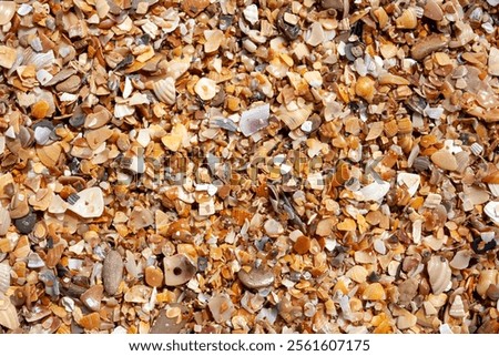 Similar – Image, Stock Photo Sandy mussels close up