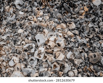 Broken Shell Fragments Scattered on costal Ground