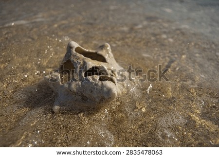 Broken shell on the beach of Sandy Cay, Honduras