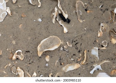 Broken Shells In The Sand At The Beach On Tybee Island Near Savannah, Georgia.