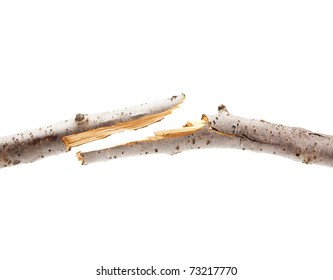 Broken Or Snapped Piece Of Tree Branch. Isolated On White.