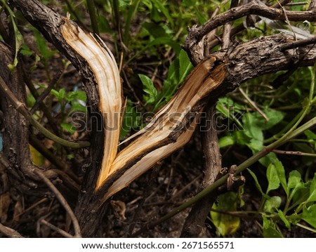 A broken or split tree branch, revealing the lighter, inner wood beneath the darker bark